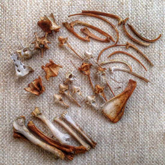 BONES by Lynn Crounse